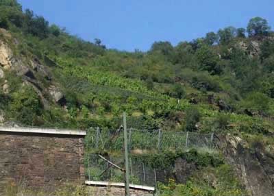 Weinberg an der S&uuml;dseite der  Loreley